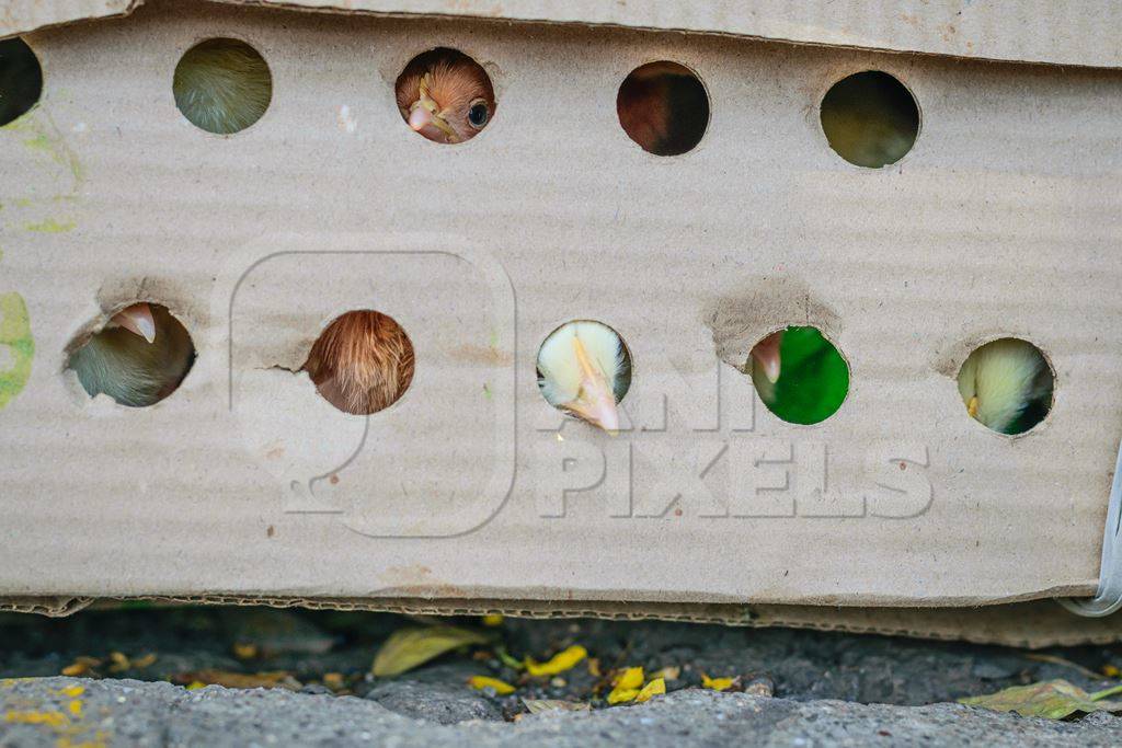 Coloured chicks in cardboard box on sale at Juna Bazaar