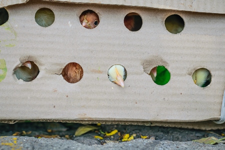 Coloured chicks in cardboard box on sale at Juna Bazaar