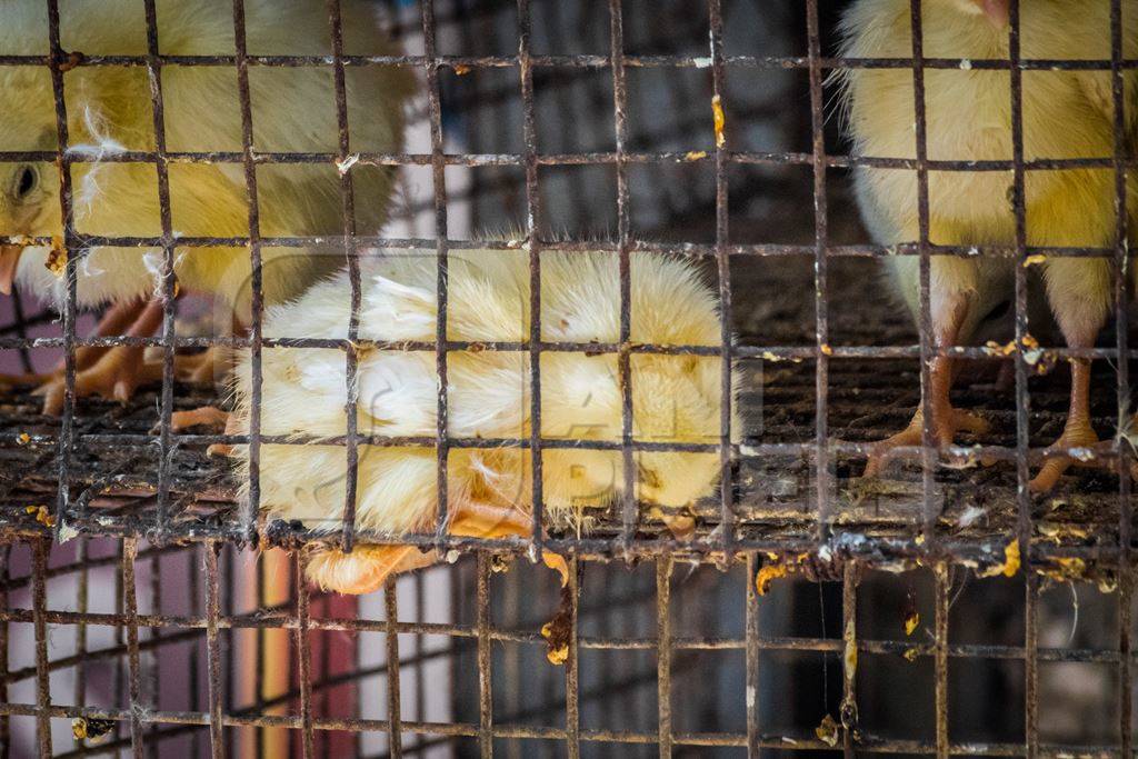 Yellow chicks on sale in cage at Crawford market in Mumbai