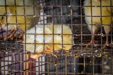 Yellow chicks on sale in cage at Crawford market in Mumbai