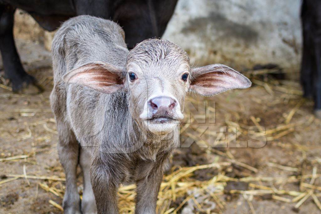 Pale coloured Indian buffalo calf on an urban dairy farm or tabela, Aarey milk colony, Mumbai, India, 2023