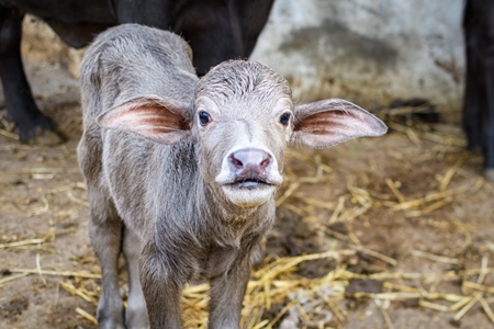 Pale coloured Indian buffalo calf on an urban dairy farm or tabela, Aarey milk colony, Mumbai, India, 2023