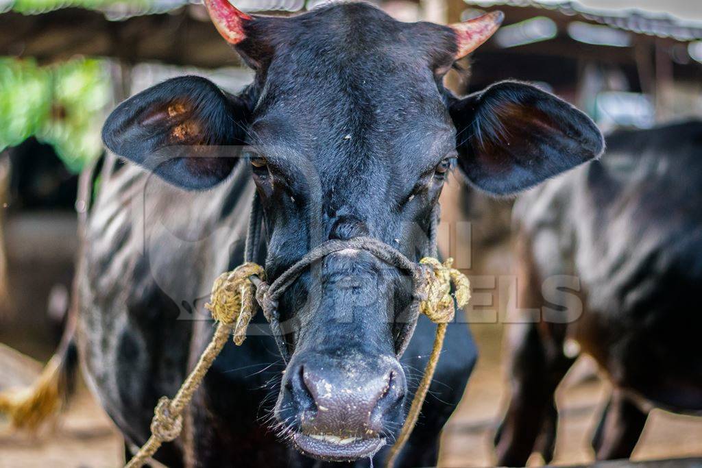 Dairy cow tied up in a stall in an urban dairy in Maharashtra