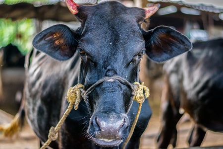 Dairy cow tied up in a stall in an urban dairy in Maharashtra