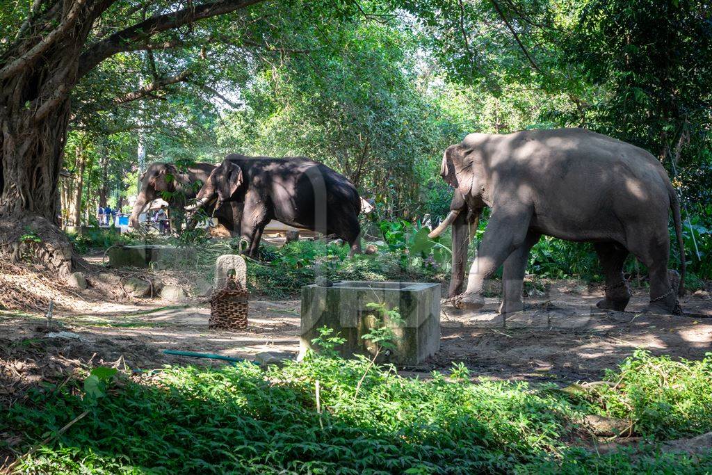 Captive elephants in chains at an elephant camp in Guruvayur in Kerala to be used for temples and religious festivals