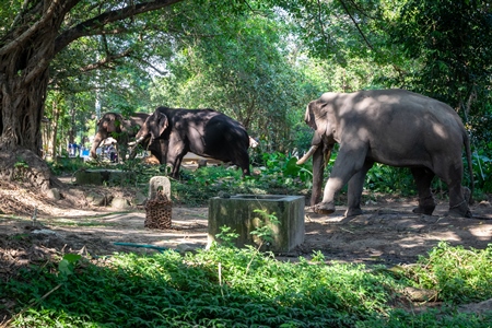 Captive elephants in chains at an elephant camp in Guruvayur in Kerala to be used for temples and religious festivals