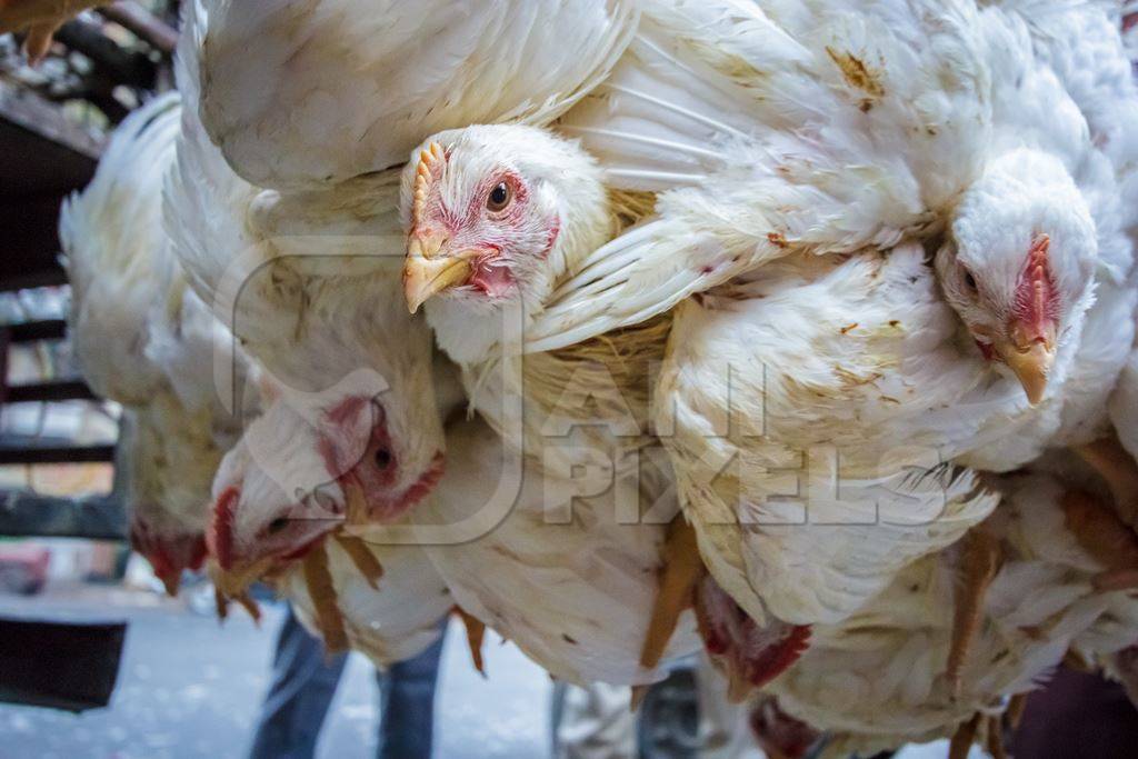 Broiler chickens hanging upside down being unloaded from transport trucks near Crawford meat market in Mumbai