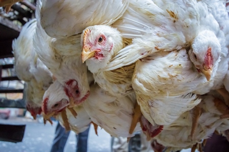 Broiler chickens hanging upside down being unloaded from transport trucks near Crawford meat market in Mumbai