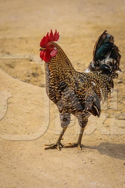 Free range cockerel or rooster in a rural village in Bihar in India crossing the road