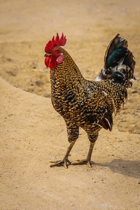 Free range cockerel or rooster in a rural village in Bihar in India crossing the road