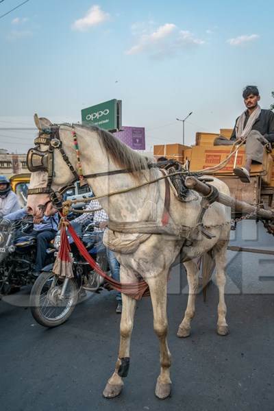 Working horse used for labour on the road in busy traffic pulling loaded cart with man in Bihar, India