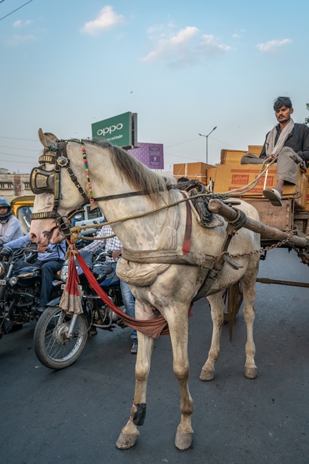 Working horse used for labour on the road in busy traffic pulling loaded cart with man in Bihar, India