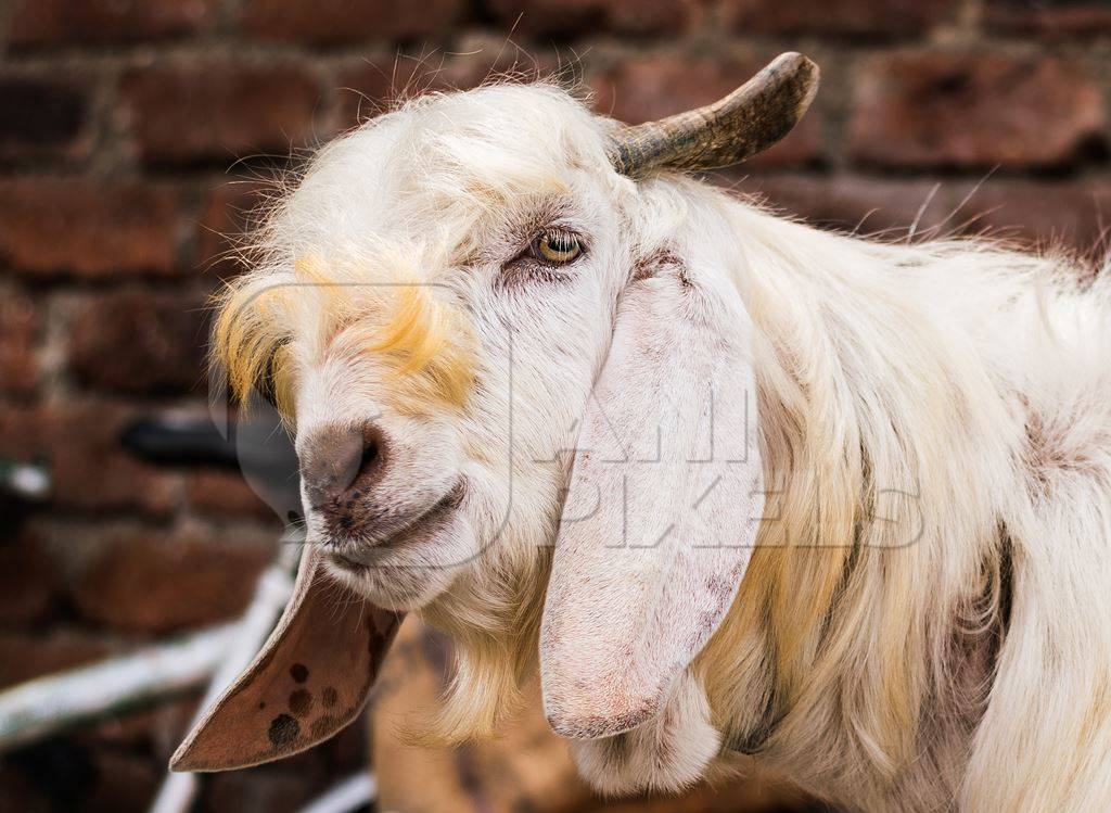 Large white goat tied up outside a mutton shop in an urban city