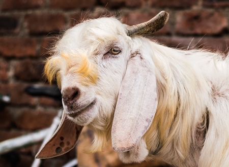 Large white goat tied up outside a mutton shop in an urban city