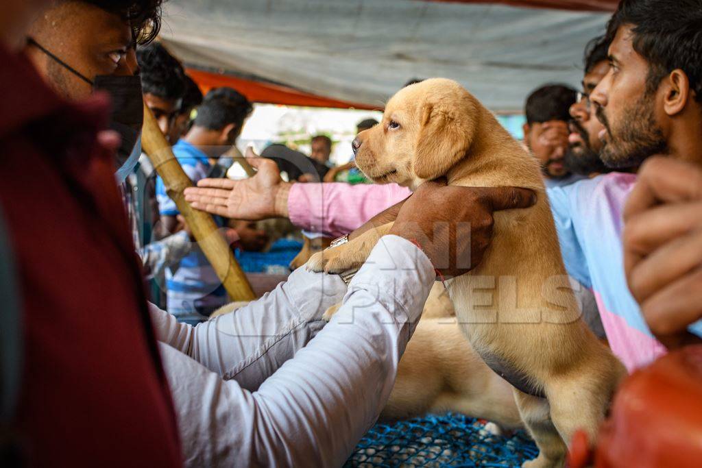 Buyers examining pedigree or breed puppy dogs on sale at Galiff Street pet market, Kolkata, India, 2022