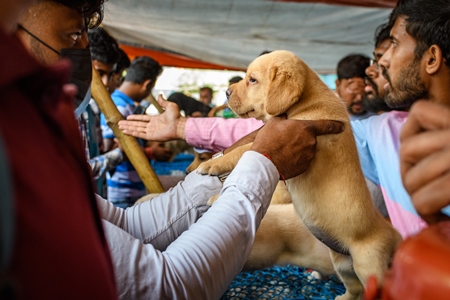 Buyers examining pedigree or breed puppy dogs on sale at Galiff Street pet market, Kolkata, India, 2022