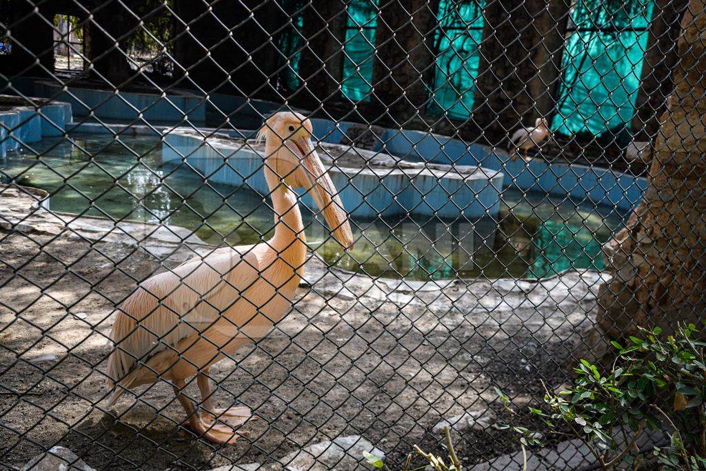 Pelicans in a dark and dilapidated enclosure with dirty pond at Jaipur zoo, Rajasthan, India, 2022