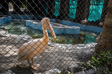 Pelicans in a dark and dilapidated enclosure with dirty pond at Jaipur zoo, Rajasthan, India, 2022