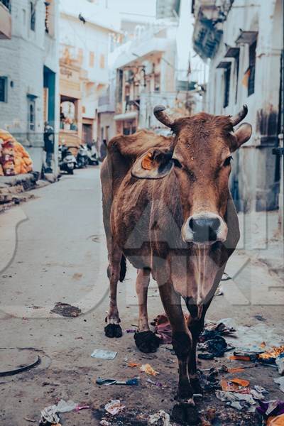 Indian street cow in the street in Jodhpur, India, 2022