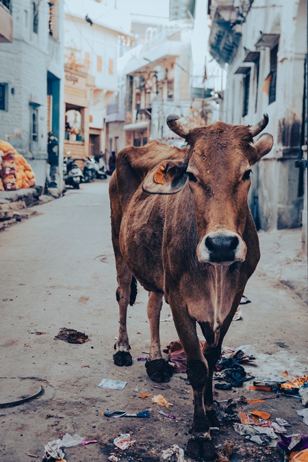 Indian street cow in the street in Jodhpur, India, 2022