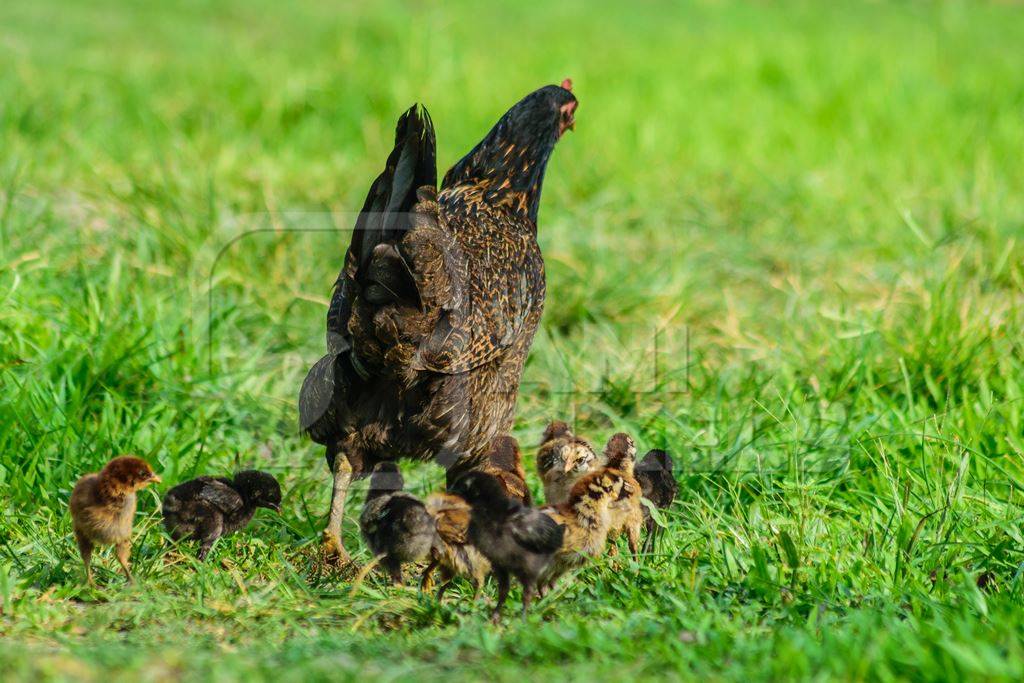 Free range mother chicken with chicks in a green field in Nagaland in Northeast India