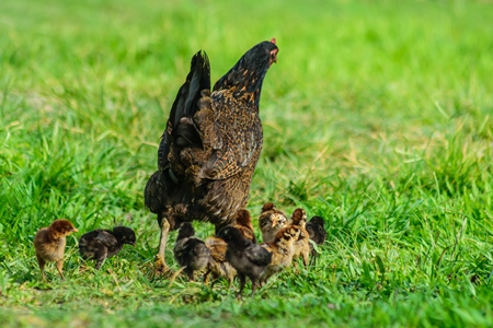 Free range mother chicken with chicks in a green field in Nagaland in Northeast India