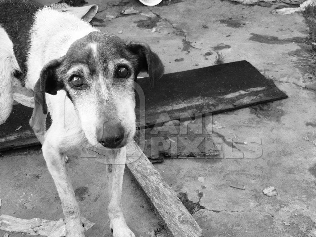 Sad street dog looking at camera in black and white