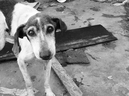 Sad street dog looking at camera in black and white