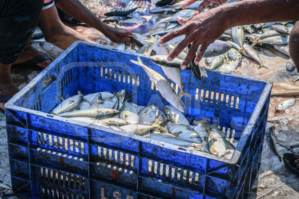 Fish in blue crate on sale at a fish market at Sassoon Docks