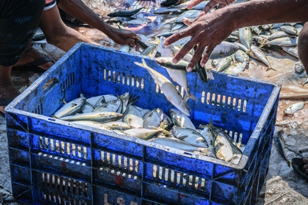 Fish in blue crate on sale at a fish market at Sassoon Docks