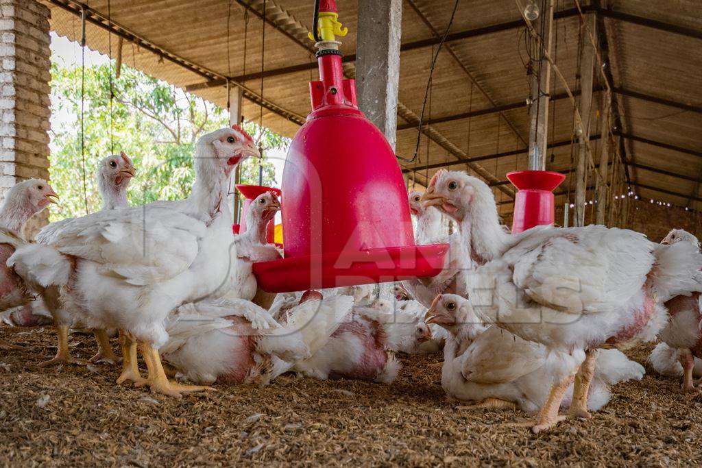 Lots of Indian broiler chickens in a shed on a poultry farm in Maharashtra in India, 2021