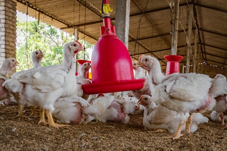 Lots of Indian broiler chickens in a shed on a poultry farm in Maharashtra in India, 2021