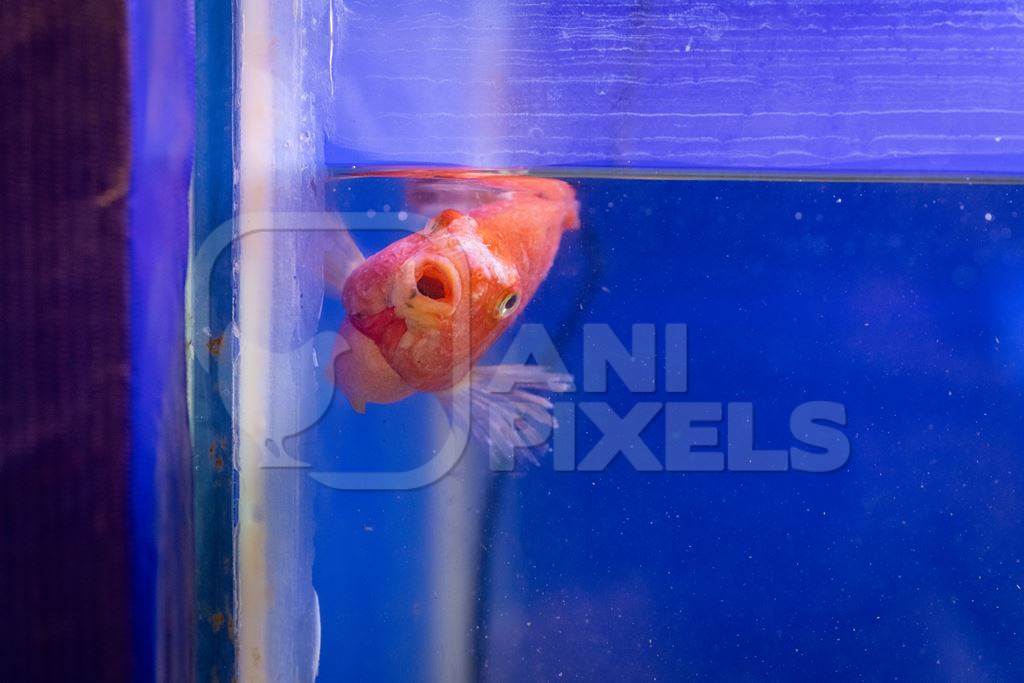 Sick orange fish with fungus in a tank at an underwater fish tunnel expo aquarium in Pune, Maharashtra, India, 2024
