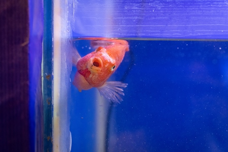 Sick orange fish with fungus in a tank at an underwater fish tunnel expo aquarium in Pune, Maharashtra, India, 2024