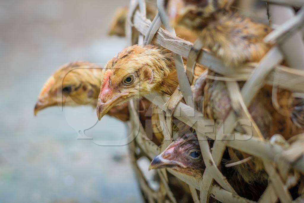 Chickens on sale in bamboo woven baskets in a  rural town