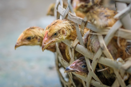 Chickens on sale in bamboo woven baskets in a  rural town