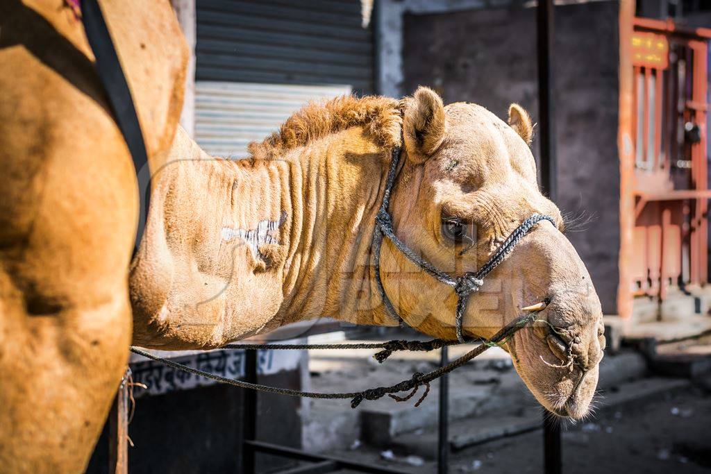 Brown working camel in harness on city street in Bikaner in Rajasthan