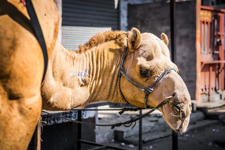 Brown working camel in harness on city street in Bikaner in Rajasthan