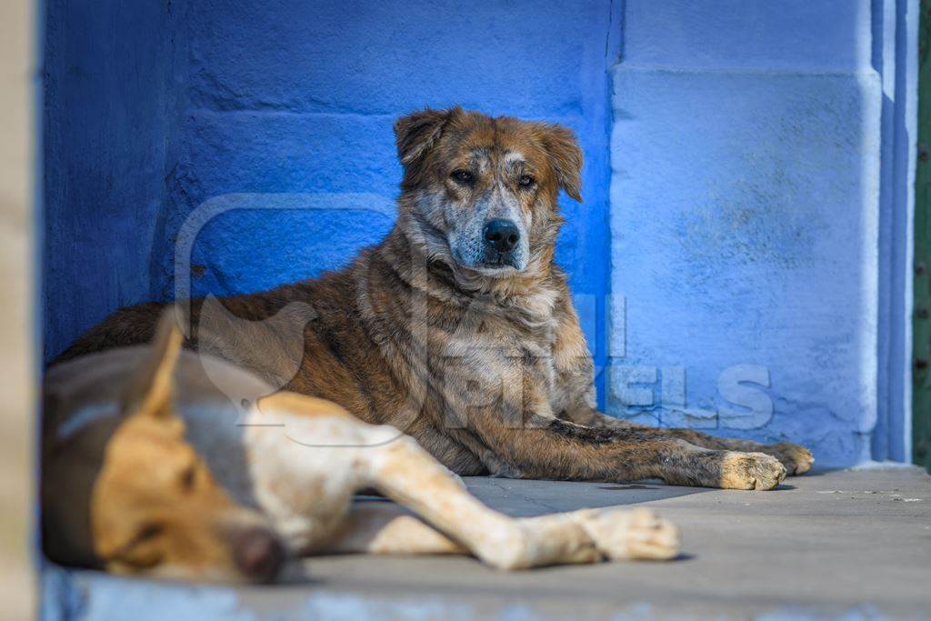 Indian street dogs or stray pariah dogs with blue wall background in the urban city of Jodhpur, India, 2022