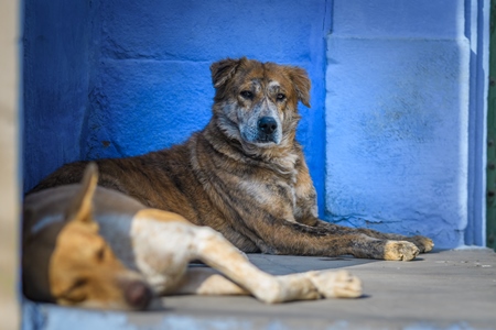 Indian street dogs or stray pariah dogs with blue wall background in the urban city of Jodhpur, India, 2022