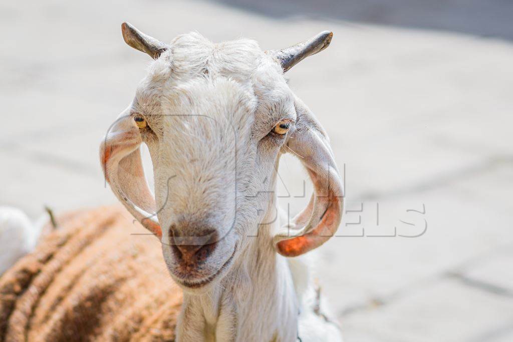 Indian goat wearing a sack tied up in the street in the urban city of Jaipur, India, 2022