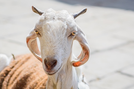 Indian goat wearing a sack tied up in the street in the urban city of Jaipur, India, 2022