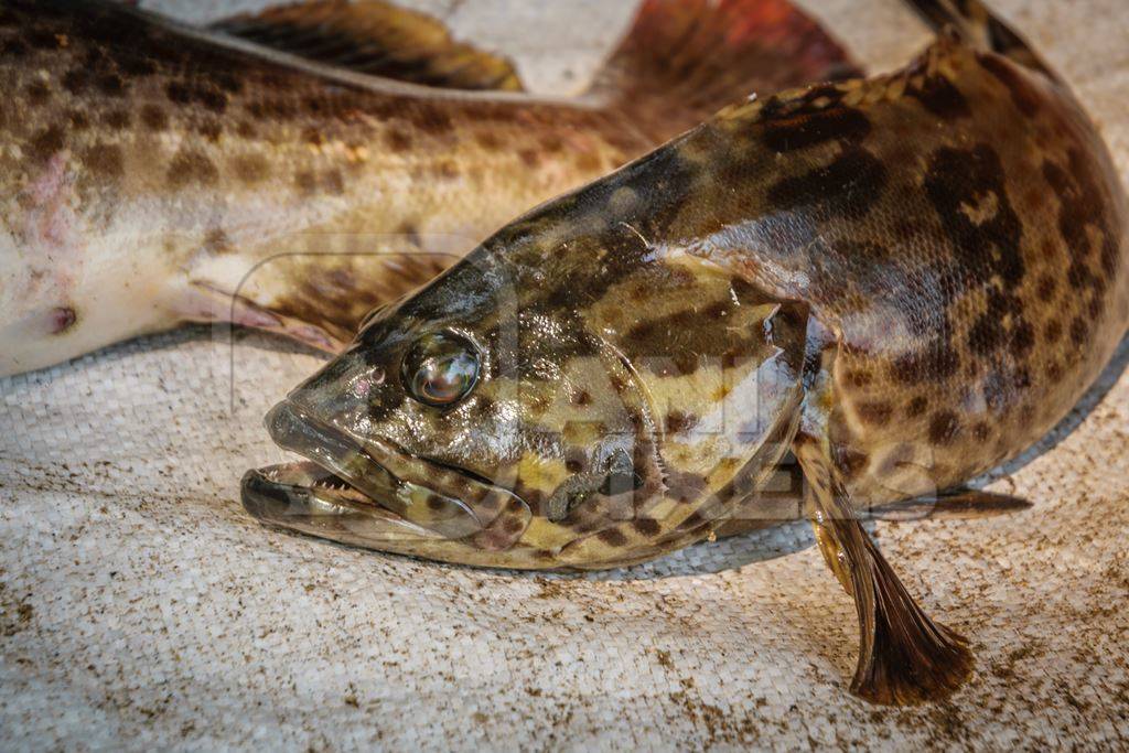 Spotted fish on sale at a fish market