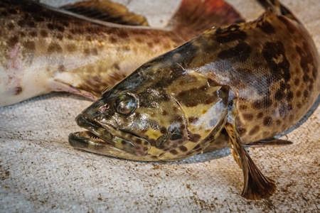 Spotted fish on sale at a fish market
