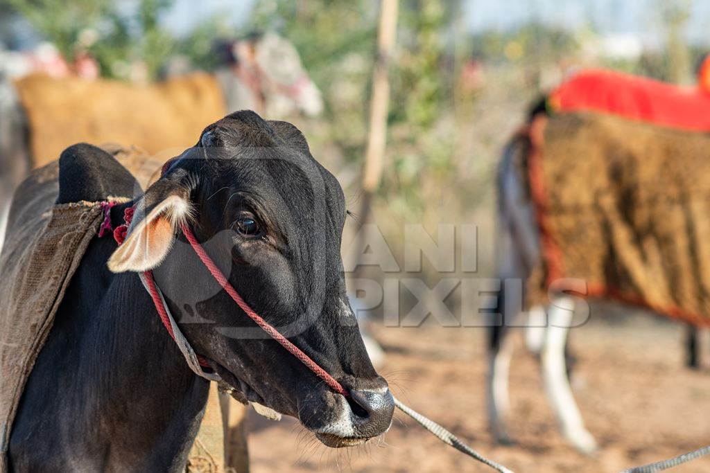 Indian cows or bullocks tied up with nose ropes and wearing blankets at Nagaur Cattle Fair, Nagaur, Rajasthan, India, 2022