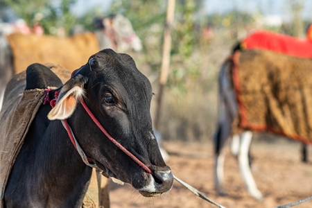 Indian cows or bullocks tied up with nose ropes and wearing blankets at Nagaur Cattle Fair, Nagaur, Rajasthan, India, 2022