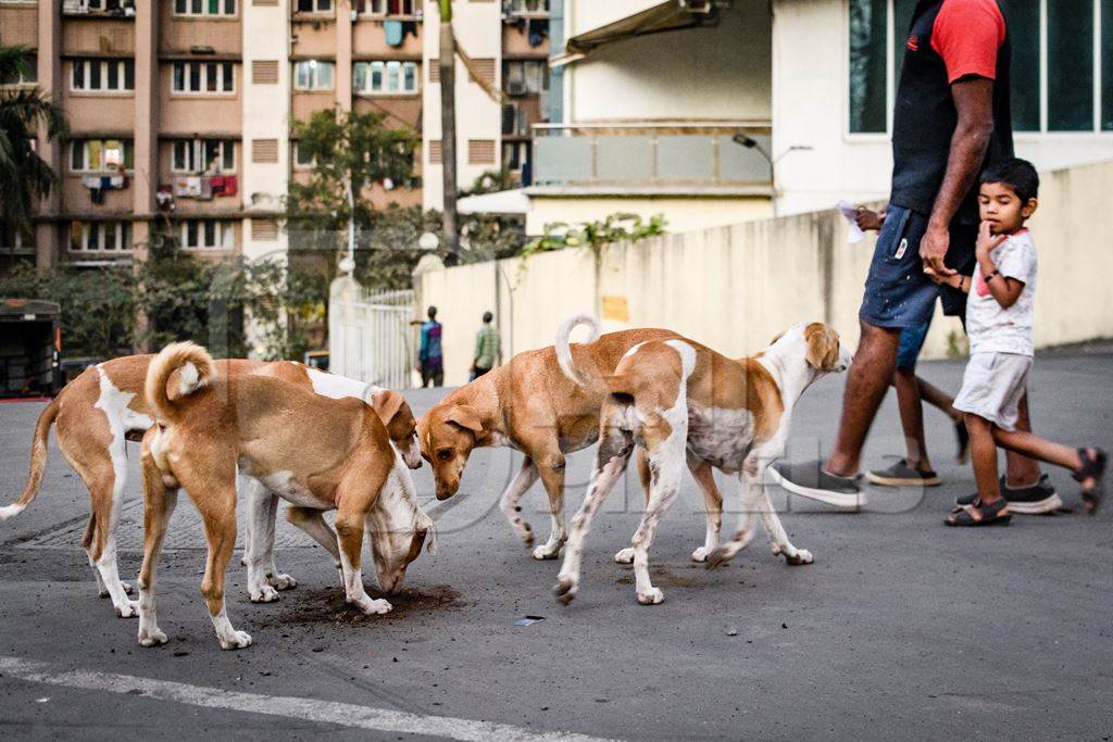 Many Indian street dogs or stray pariah dogs, Mumbai, India, 2022