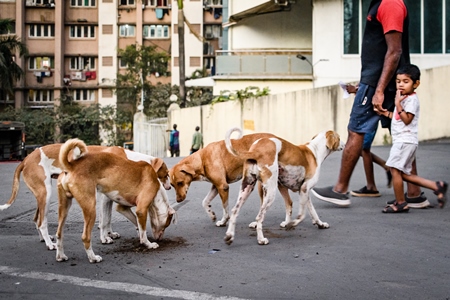 Many Indian street dogs or stray pariah dogs, Mumbai, India, 2022