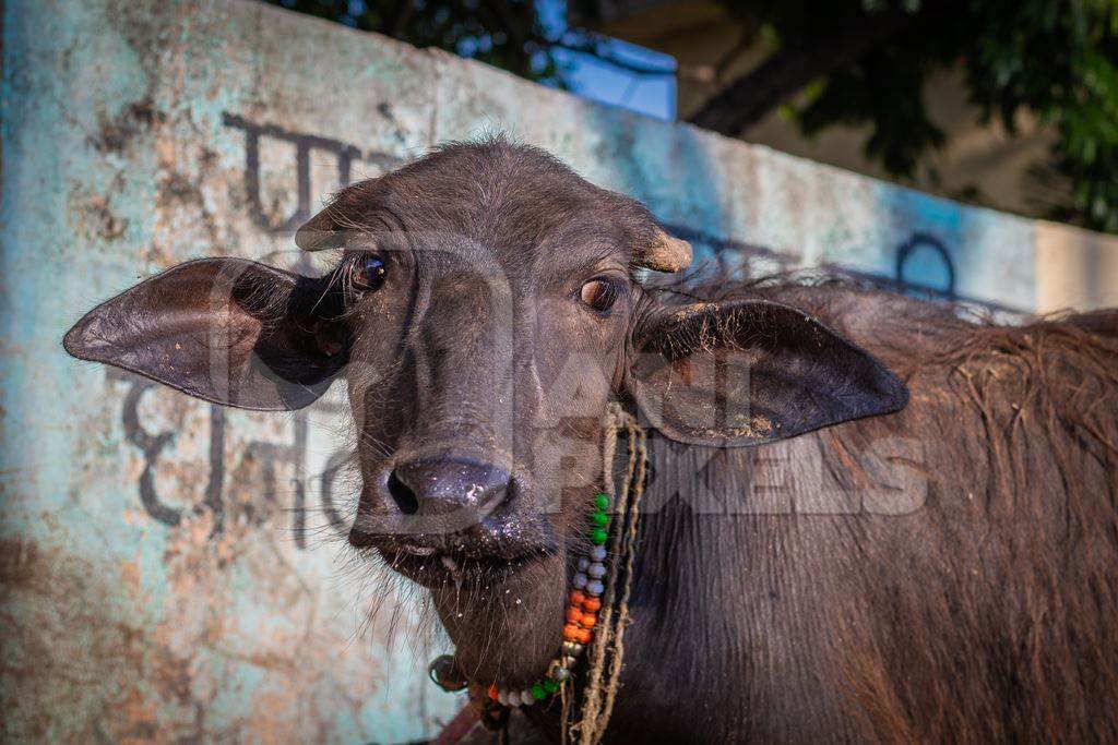 Indian buffalo calf tied up away from his mother at an urban buffalo tabela or Indian dairy farm in Pune, Maharashtra, India, 2021