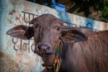 Indian buffalo calf tied up away from his mother at an urban buffalo tabela or Indian dairy farm in Pune, Maharashtra, India, 2021